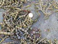 Albums/20060200-New Zealand 2006/20060318-Kaikiura/6